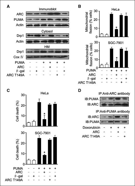 Figure 5. ARC prevents PUMA-induced mitochondrial fission by directly binding to PUMA. A, PUMA-induced Drp1 accumulations in mitochondria are abolished by ARC. HeLa cells were coinfected with AdPUMA and Adβ-gal, AdARC, or AdARCT149A at a moi of 100. Twenty-four hours after infection, cells were harvested for the immunoblot analysis of PUMA and ARC expression levels (top) as well as Drp1 distributions in the cytosol (middle) and HM (lower). A representative blot of three independent experiments is shown. B and C, ARC prevents PUMA-induced mitochondrial fission and cell death. HeLa and SGC-7901 cells were treated as described for A. Mitochondrial fission was analyzed 24 h after infection (B). Cell death was analyzed 48 h after infection (C). *, P < 0.05 versus PUMA alone. D, ARC binds to endogenous PUMA. HeLa cells were infected with AdARC or AdARCT149A at a moi of 100. Twenty-four hours after infection, cells were treated with 2 μmol/L doxorubicin. The association between PUMA and ARC or ARC149A was analyzed by immunoprecipitation (IP) followed by immunoblot (IB). Columns, mean of three independent experiments; bars, SE.