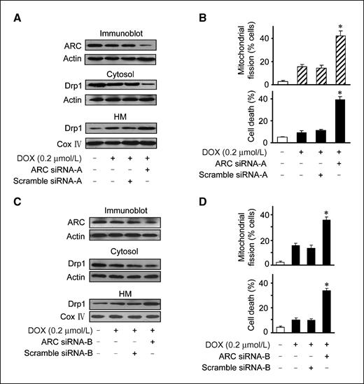 Figure 6. Knockdown of endogenous ARC sensitizes doxorubicin to inducing Drp1 accumulations in mitochondria and cell death. A, knockdown of ARC sensitizes doxorubicin to inducing Drp1 accumulations in mitochondria. HeLa cells were infected with adenoviruses harboring ARC siRNA or its scramble form at a moi of 150. Twenty-four hours after infection, cells were treated with doxorubicin. Cells were harvested 6 h after doxorubicin treatment for the immunoblot analysis of ARC levels or Drp1 levels. A representative blot of three independent experiments is shown. B, knockdown of ARC sensitizes doxorubicin to inducing mitochondrial fission and cell death. HeLa cells were infected with adenoviruses and then treated with doxorubicin as described for A. Mitochondrial fission was analyzed 12 h after doxorubicin treatment. Cell death was analyzed 36 h after treatment. *, P < 0.05 versus doxorubicin alone. C and D, a second siRNA of ARC could influence Drp1 accumulations, mitochondrial fission, and cell death induced by doxorubicin. Columns, mean of three independent experiments; bars, SE.