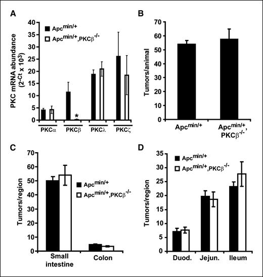 Figure 3. PKCβ is dispensable for tumor formation in ApcMin/+ mice. A, bitransgenic ApcMin/+/PKCβ−/− mice exhibit profound loss of PKCβ expression in the intestine. Intestinal epithelium from ApcMin/+ and ApcMin/+/PKCβ−/− mice was isolated and analyzed by QPCR for PKCα, PKCβII, PKCλ, and PKCζ mRNA abundance. *, P = 0.0003; n = 5. B to D, ApcMin/+ and ApcMin/+/PKCβ−/− mice develop equal numbers of tumors throughout the intestinal tract (B). Tumors from ApcMin/+ and ApcMin/+/PKCβ−/− mice are distributed in the same pattern within the colon and small intestine (C) and within the subregions of the small intestine (D). B to D, n = 13 for ApcMin/+; n = 20 for ApcMin/+/PKCβ−/−. Duod, duodenum; Jejun, jejunum.