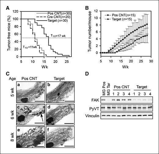 Figure 1. Targeted disruption of FAK in the mammary epithelium suppresses mammary tumor formation. A, Kaplan-Meier analysis of mammary tumor development in the PosCNT (n = 30), CreCNT (n = 20), and Target (n = 30) mice. Target versus PosCNT or CreCNT, P < 0.01 by the log-rank test. B, average number (±SD) of palpable mammary tumors per mouse per genotype at the indicated ages. Target versus PosCNT, P < 0.05 by the two-way ANOVA. C, representative mammary gland whole mounts from 5-wk-old, 6-wk-old, and 8-wk-old PosCNT (a, c, and e) and Target (b, d, and f) mice. The arrow marks hyperplastic nodules. Scale bar, 5 mm. D, immunoblotting analysis of the lysates from primary tumors of four different (1–4) PosCNT and Target mice, as well as mammary glands from the mice using antibodies against FAK, PyVT, and vinculin.