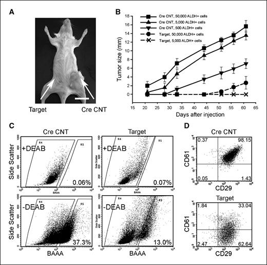 Figure 6. MaCSCs isolated from the Target mice have reduced tumorigenicity and impaired maintenance in NOD-SCID mice after transplantation. A, tumor grown in a NOD-SCID mouse from 500 CreCNT ALDH+ tumor cells after 3 mo of observation (arrow on the right) whereas 500 Target ALDH+ tumor cells injected in the no. 4 inguinal mammary fatpad (arrow on the left) failed to generate tumor at the same time point. Bar, 1 cm. B, tumor growth curves resulted from ALDH+ tumor cells of CreCNT and Target mice at different dilutions. C, Aldefluor assay of freshly isolated tumor cells from secondary tumors (at 1 mo after their appearance) developed from 500 CreCNT (left) and 50,000 Target ALDH+ tumor cells (right). The percentage of ALDH+ cells for each tumor transplant was determined under similar gating criteria. Results are representative of two separate experiments. D, tumor cells dissociated from secondary tumors derived from 500 CreCNT (top) or 50,000 Target ALDH+ tumor cells (bottom) were depleted of CD45-positive and CD31-positive cells and labeled with CD24, CD29, and CD61 antibodies. The MaCSC population in each tumor transplant was gated as Lin−CD24+CD29+CD61+ under the same gating criteria. Results are representative of two separate experiments.