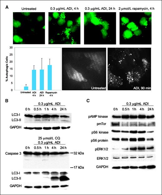 Figure 4. ADI-PEG20 induces autophagy in CWR22Rv1. A, CWR22Rv1 cells overexpressing eGFP-LC3 were treated with 0.3 μg/mL ADI-PEG20 for 1.5, 4, and 24 h, or 2 μmol/L rapamycin for 4 h. Punctae represent autophagosome formation. Autophagic cells were quantified from random image fields totaling 200 cells and reported as mean ± SE. B, immunoblot for 0.3 μg/mL ADI-PEG20 time course of CWR22Rv1. α-LC3 detects LC3-I and LC3-II. Autophagic flux was confirmed by coadministering 25 μmol/L chloroquine with 0.3 μg/mL ADI-PEG20. α-Caspase-3 detects the 32 kDa proform and the activated 17 kDa cleavage product. C, immunoblot for 0.3 μg/mL ADI-PEG20 time course of CWR22Rv1 using α-phopsho-AMP kinase, α-phospho-mTor, α-phospho-S6 kinase, α-phospho-S6 protein, α-phospho-ERK1/2, and α-ERK1/2. Loading control for phospho-mTor was verified using α-tubulin (data not shown).