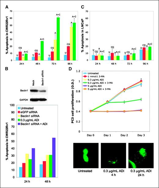 Figure 5. Inhibition of autophagy accelerates and enhances ADI-PEG20–induced cell death. A, time course of CWR22Rv1 cells treated with vehicle (untreated), 25 μmol/L CQ, 0.1 μg/mL ADI-PEG20, or ADI-PEG20+CQ before FACS analysis for sub-G1 content. Columns, mean; bars, SE. B, immunoblot for CWR22Rv1 cells transfected with mock or 100 pmol Beclin1 siRNA to assess knockdown. CWR22Rv1 cells were treated with vehicle (untreated), 0.3 μg/mL ADI-PEG20, 100 pmol eGFP siRNA, 100 pmol Beclin1 siRNA, or Beclin1 siRNA+ADI-PEG20 for 24 and 48 h before FACS analysis for sub-G1 content. C, LNCaP cells were treated and analyzed as described in A with 0.3 μg/mL ADI-PEG20. D, growth of PC3 cells were treated with vehicle (untreated), 0.3 μg/mL ADI-PEG20, 1 mmol/L 3-MA, 0.3 μg/mL ADI-PEG20+1 mmol/L 3-MA, 5 μg/mL ADI-PEG20, or 5 μg/mL ADI-PEG20+1 mmol/L 3-MA by MTT assay. Points, mean; bars, SD. PC3 cells overexpressing eGFP-LC3 were treated with 0.3 μg/mL ADI-PEG20 for 4 or 24 h. Punctae represent autophagosome formation. U, untreated; CQ, chloroquine; A, ADI-PEG20.