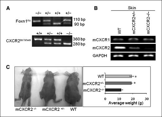 Figure 1. Generation of CXCR2 knockout mice. Genotyping of nude CXCR2 mice by reverse transcription-PCR analysis (A). Top, for confirmation of the nude background, F2 progeny DNA was amplified for Foxn1nu as described in Materials and Methods. Bottom, the 360 bp PCR product represents the wild-type allele (lane 1), 360 and 280 bp fragments represent heterozygous alleles (lanes 2 and 3), and the 280 bp product represents the knockout allele (lane 4). B, expression of mCXCR1 at the mRNA level was consistent in wild-type (WT), mCXCR2+/−, and mCXCR2−/− nude mice whereas expression mCXCR2 was reduced in mCXCR2+/− and completely knocked down in mCXCR2−/− nude mice. C, average size and weight of mCXCR2−/− mice were lower when compared with age-matched mCXCR2+/− and wild-type nude mice.