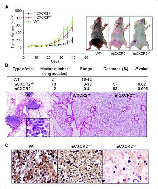 Figure 2. Melanoma growth and experimental lung metastasis in CXCR2 knockout mice. A375SM cells (1 × 106 in 0.1 mL of HBSS) were s.c. injected into the flank of nude mice. Tumor volume was measured twice weekly with a caliper and tumor volume calculated. Tumor growth was significantly decreased (P < 0.05) in mCXCR2−/− nude mice as compared with wild-type (WT) nude mice. Points, mean tumor volume; bars, SE (A). Median number of lung nodules of mCXCR2−/− and mCXCR2+/− mice were significantly lower as compared with wild-type nude mice (B). A representative picture of immunohistochemical staining for lung metastases in wild-type nude mice at ×200 magnification (C).