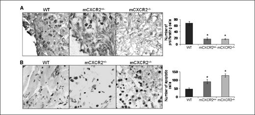 Figure 3. Decreased proliferation and survival in tumors from mCXCR knockout mice. Immunohistochemical staining for PCNA (A) and TUNEL (B) was analyzed as described in Materials and Methods. Stained cells were counted in 10 arbitrarily selected fields at ×200 magnification in a double-blinded manner. Columns, average number of immunostained cells per field view (*, P < 0.05).