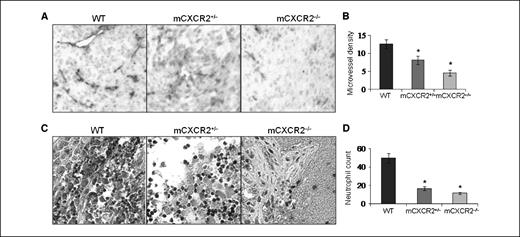 Figure 4. Inhibition in neovascularization and neutrophil infiltration in tumors from mCXCR2 knockout mice. Immunohistochemical staining for microvessels (A) using GS-IB4 and neutrophils (C) using mouse GR-1 was analyzed as described in Materials and Methods. Microvessel density (B) and neutrophils (D) were quantitated microscopically with a 5 × 5 reticle grid at ×400 magnification. Columns, average number of immunostained positive cells; bars, SE (*, P < 0.05). Original magnification, ×200.