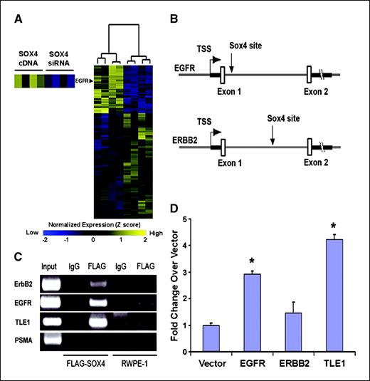 Figure 1. A, Affymetrix U133A GeneChip microarray analysis of SOX4 overexpression and knockdown in LNCaP prostate cancer cells. Overexpression of SOX4 leads to increased EGFR expression, whereas siRNA knockdown of SOX4 results in decreased EGFR expression. B, schematic showing the location of the SOX4 binding site in the first intron of the EGFR (top) and ERBB2 (bottom) genes. Arrows denote location of the SOX4 binding site. C, ChIP assay of FLAG-SOX4 bound to the introns of EGFR, ERBB2, and TLE1. PSMA is shown as a negative control. SOX4 bound DNA is specifically amplified in the FLAG immunoprecipitation lane from FLAG-SOX4 expressing cells (lane 3) and not control cells (lane 5) or with a nonspecific antibody (lanes 2 and 4). D, luciferase reporter assays with SOX4 binding sites showing activation in the presence of SOX4 compared with empty vector. *, P < 0.01 by Student's t test; bars, SD (n = 3 independent biological replicates performed on separate days).