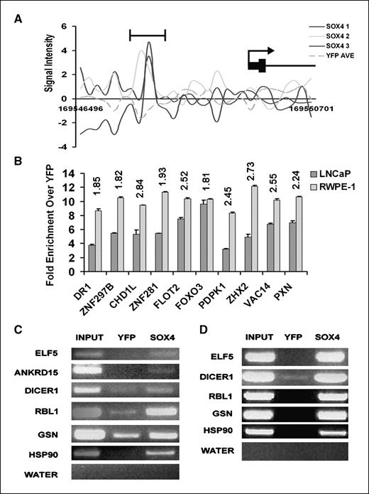 Figure 2. A, graph showing enrichment in the three HA-SOX4 lanes over the average of the two YFP replicates for the SOX4 target gene FMO4. Y axis is the signal intensity across the genomic coordinates on the X axis. B, qPCR ChIP analysis of 10 randomly selected genes verified in both the RWPE-1 and LNCaP cell lines. Graph shows fold enrichment of the HA-SOX4 immunoprecipitation over the YFP negative control immunoprecipitation. Numbers above the bars represent the mean log2 of fold enrichment of ChIP-chip signal for the probes contained in the peak relative to YFP. Bars, SD (n = 3 technical replicates). C and D, genes that were verified by conventional ChIP assay. HA-SOX4 and YFP cells were subjected to conventional ChIP followed by PCR in both the LNCaP (C) and RWPE-1 (D) prostate cell lines. Six genes verified in the LNCaP cell lines and five in the RWPE-1 cell lines.