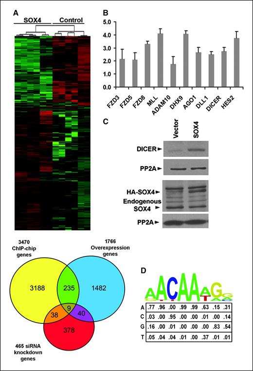 Figure 3. A, heat map (top) illustrating Illumina expression data of the 1,766 significant genes, as determined by SAM analysis. Red, overexpressed genes; green, underexpressed genes. Venn diagram (bottom) depicts the overlap between 3,470 ChIP-chip SOX4 direct target genes, the Illumina expression data set of 1,766 genes, and the Affymetrix expression data set of 465 genes. B, qPCR expression analysis of SOX4 direct target genes after SOX4 overexpression in LNCaP cells. All 10 genes were up-regulated over a vector control transfection, similar to values determined by the Illumina array with a P value of <0.005 by Student's t test. Bars, SD (n = 3 independent biological replicates performed on separate days). C, DICER protein expression is up-regulated by SOX4. HA-SOX4 or vector control was transfected into LNCaP cells, and immunoblots were probed for DICER, SOX4, and PP2Ac as a loading control. D, PBM-derived 8-mer PWM for SOX4 displayed both graphically and numerically for each base position derived from incubation of recombinant GST-SOX4-DBD with a universal “all 8-mer” double-stranded DNA protein-binding microarray. With stringent criteria (core similarity, >0.85; matrix similarity, >0.75) we find 60% of the peaks in the 282 high-confidence promoters contain SOX4 binding sites.