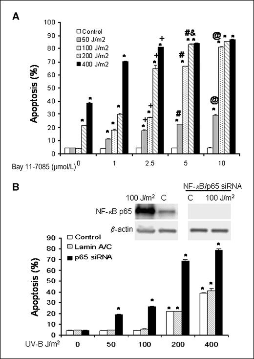 Figure 5. A, results of UV-B irradiation and Bay 11-7085 on apoptosis as determined by Annexin V staining. Inhibition of NF-κB activity with Bay11-7085 sensitizes BAR-T cells to apoptosis induced by low-dose UV-B in a dose-dependent manner. Columns, mean of at least three individual experiments; bars, SE. *, P < 0.001 compared with nonirradiated corresponding controls; +, P < 0.001 compared with 1 μmol/L; #, P < 0.001; &, P < 0.01 compared with 2.5 μmol/L; @, P < 0.001 compared with 5 μmol/L. B, Western blots for NF-κB/p65 expression after siRNA infection and results of UV-B irradiation and NF-κB/p65 siRNA on apoptosis as determined by Annexin V staining. Note that inhibition of NF-κB/p65 sensitizes BAR-T cells to apoptosis induced by low-dose UV-B irradiation. siRNA against lamin A/C served as a control. Columns, mean of at least three individual experiments; bars, SE. *, P < 0.001 compared with nonirradiated corresponding controls.