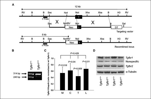 Figure 1. Generation of a novel Tgfbr1 exon 1 knockout mouse model. A, strategy for interrupting the Tgfbr1 open reading frame by insertion of a Neo cassette. A classic targeting vector was generated by inserting a Neomycin resistance cassette (Neo) into a NotI site located immediately after the start codon and removing 1.1 kb of mouse genomic sequence immediately upstream of this NotI site. B, PCR genotyping of Tgfbr1+/− mice using three primers reveals a band at 240 bp, corresponding to the knocked out allele, and the wild-type Tgfbr1 band at 314 bp. C, quantitative reverse transcription-PCR assessment of Tgfbr1 expression levels in MEFs (M), colon intestinal tissue (C), tail (T), and peripheral lymphocytes (L) of Tgfbr1+/+ and Tgfbr1+/− mice. Tissues were collected from three animals of each genotype. Each experiment was done at least three times in triplicates. Tgfbr1 levels in Tgfbr1+/− tissues are expressed as ratio of Tgfbr1/Gapdh compared to each corresponding Tgfbr1+/+ tissue. D, Western blot analysis of Tgfbr1 and Tgfbr2 expression of two representative pairs of MEFs from Tgfbr1+/+ and Tgfbr1+/− mice.