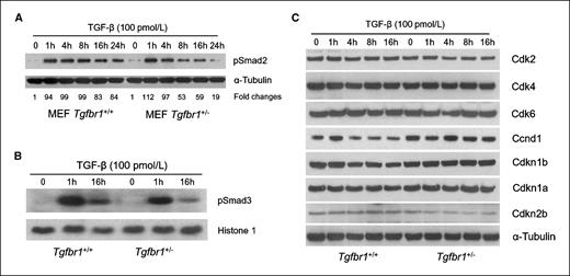 Figure 4. TGF-β–mediated Smad signaling of Tgfbr1+/+ and Tgfbr1+/− MEFs. A, assessment of pSmad2. Levels of phosphorylated Smad2 (pSmad2) following exposure of MEFs to TGF-β1 were assessed in three pairs of Tgfbr1+/+ and Tgfbr1+/− MEFs from six different mice. The MEF pair presented is representative of the three pairs of MEFs. B, assessment of pSmad3. Levels of phosphorylated Smad3 (pSmad3) following exposure of MEFs to TGF-β1 were assessed in three pairs of Tgfbr1+/+ and Tgfbr1+/− MEFs. MEF nuclear extracts were used for Western blot analysis probed with pSmad3 antibodies. Histone 1 is a loading control for nuclear protein extracts. The MEF pair presented is representative of the three pairs of MEFs. C, differential regulation of cell cycle mediators: Western blot analysis of Tgfbr1+/+ and Tgfbr1+/− MEFs in the absence (time 0) and in the presence of 100 pmol/L TGF-β1 for 1, 4, 8, and 16 h. The MEF pair presented is representative of the three pairs of MEFs.