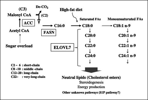 Figure 5. Schematic diagram of saturated fatty acid biosynthetic pathway mediated by ELOVL7. ACC catalyzes the carboxylation of acetyl-CoA to form malonyl-CoA (C3) and fuels malonyl-CoA for de novo synthesis of long-chain fatty acids and subsequent chain elongation. FASN synthesizes long-chain fatty acids by using acetyl-CoA as a primer and malonyl-CoA as a two carbon (C2) donor, and the predominant product of FASN is C16:0. ELOVL7 is responsible for the chain elongation of (very) long-chain saturated fatty acids (C18:0∼), and the products of ELOVL7 are incorporated into and the neutral lipids such as cholesterol esters and the phospholipids, and used for de novo steroidogenesis, energy production, and other unknown pathways probably involving lipid signaling such as S1P pathway in prostate cancer cells.