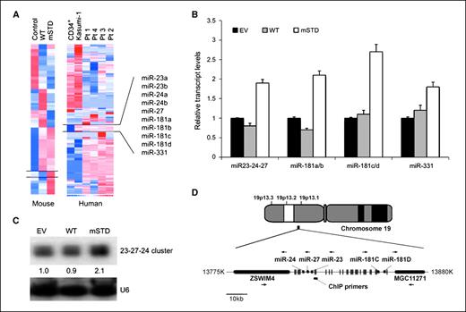 Figure 1. Genome-wide miR profile reveals Runx1 subnuclear targeting–dependent miR regulation. Total cellular RNA from murine myeloid progenitor 32D cells, stably expressing normal Runx1 (WT) or a subnuclear targeting defective mutant (mSTD), or from human AML patients (Pt1–Pt4) and AML patient–derived Kasumi-1 cells, were subjected to genome-wide miR analysis. A, data were obtained as log 2 of the control (Control lane for 32D cells and CD34+ normal myeloid cells for human samples) and represented as hierarchical clusters using web-based dChIP analysis. A group of 10 miRs that were upregulated upon defective subnuclear targeting of Runx1 by a single amino acid substitution (mSTD in 32D cell samples) or by chromosomal translocation (Kasumi-1 and Pt1–Pt4 samples). B, total cellular RNA from the indicated 32D stable cell lines was subjected to either reverse transcriptase qPCR (RT-qPCR) for all the 10 miRs in the selected group (B) or to Northern blot analysis (C) using probes for either miR-24-23-27 cluster or for U6 RNA (as a loading control). The intensities of the bands were semiquantified by using the Image J software (http://rsbweb.nih.gov/ij/). D, genomic location and sequence analysis of the miR-24-23-27 cluster. The cluster is present on chromosome 19 and has numerous Runx binding sites (vertical lines). Horizontal bars, region amplified in ChIP assay; black arrows, direction of gene transcription.