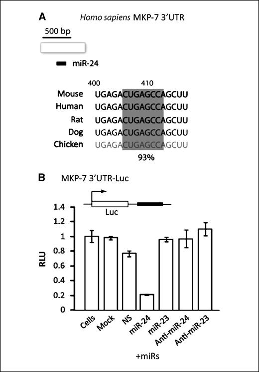 Figure 3. MKP-7 is a direct target of miR-24. A, a sequence analysis of the 3′ UTR of MKP-7 of several organisms revealed the presence of seed sequence for miR-24 (gray box). B, the 3′ UTR of MKP-7 was cloned downstream of a luciferase gene and was used in reporter promoter assays. K562 cells were transfected with the reporter plasmid and indicated miRs or anti-miRs. Luciferase activity (RLU) in the cell lysates expressing the indicated combinations of plasmid and miRs or anti-miRs was assessed using a luminometer.