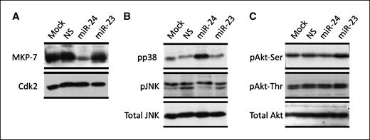 Figure 4. miR-24 expression increases MAPK phosphorylation in hematopoietic cells. Human erythroleukemia K562 cells were transfected with the indicated miRs for 48 h and total cellular proteins were subjected to Western blot analysis. K562 cells transfected with the indicated miRs were subjected to Western blot analysis. Specific antibodies were used to detect MKP-7. Cdk2 levels were assessed for protein loading control (A). Phosphospecific antibodies were used to detect activation of JNK, p38 (B), and AKT kinases (C). Antibodies against total JNK and AKT kinases were used for protein loading control.