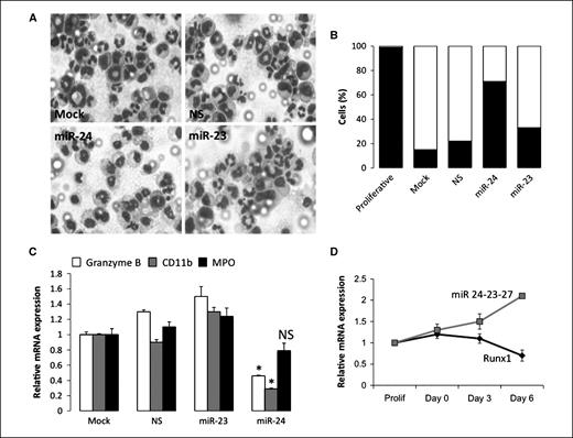 Figure 6. miR-24 blocks granulocytic differentiation of myeloid progenitor 32D cells. 32D cells were transfected with the indicated miRs and subjected to granulocytic differentiation by replacing IL-3 with G-CSF in the growth medium 24 h posttransfection. Cells were allowed to differentiate for an additional 48 h and harvested for Giemsa-Wright staining (A). Nuclear lobulation, a hallmark of granulocytic differentiation, was scored in all the experimental groups and represented as % cells with segmented nuclei (light gray columns) or with blast nuclei (dark columns; B). C, total cellular RNA was subjected to RT-qPCR to assess the expression of granulocyte differentiation markers. Primers specific for mRNAs of early (Granzyme B) as well as late (CD11b and MPO) granulocyte markers were used. Bar graphs represent mRNA expression of each of the markers in each experimental set relative to that in mock-transfected cells. Expression of glyceraldehyde-3-phosphate dehydrogenase (GAPDH) in each sample was used as internal control. Only granzyme B and CD11b showed statistically significant downregulation (*, P = 0.05), whereas MPO was not changed significantly (marked as nonsignificant, NS). D, murine myeloid 32D cells were subjected to granulocytic differentiation by replacing IL-3 with G-CSF, and cells were harvested for RNA isolation at days 0, 3, and 6 of differentiation. Actively proliferating cells were included as a control. Total cellular RNA was isolated and subjected to RT-qPCR using primers specific for Runx1 or miR-23-24-27 transcripts. The expression of the transcripts was normalized with GAPDH internal control.