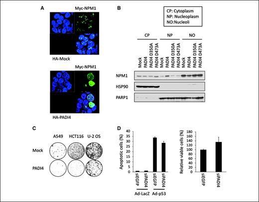 Figure 6. Role of citrullination on NPM1 function. A, subcellular distribution of NPM1 and PADI4 proteins was examined by immunocytochemistry. At 36 h after transfection with plasmid expressing myc-NPM1 and HA-PADI4, HEK293T cells were fixed and stained with anti-myc antibody (Alexa Fluor 488) and anti-HA antibody (Alexa Fluor 594). B, HEK293T cells were transfected with each plasmid indicated, and subcellular localization (cytoplasm, nucleoplasm, and nucleoli) of NPM1 protein was analyzed by Western blot analysis. PARP1 (nuclear protein) and HSP90 (cytoplasmic protein) were used as quality and quantity controls. C, cells were transfected with plasmid expressing PADI4 or mock plasmid, and colony formation assay was performed. The cells were cultured in the presence of geneticin (0.6, 0.5, and 0.4, mg/mL for A549, HCT116, and U-2 OS cells, respectively) for 2 wk. D, at 6 h after transfection of each siRNA, U373MG cells were infected with Ad-p53 or Ad-LacZ (left). siEGFP was used as a control. Proportions of apoptotic cells were indicated as percentage of sub-G1 fractions in fluorescence-activated cell sorting analysis with SDs (n = 2). At 6 h after transfection of each siRNA, U-2 OS cells were treated with 2 μg/mL of ADR (right). Cell viability was examined by 3-(4,5-dimethylthiazol-2-yl)-2,5-diphenyltetrazolium bromide assay. Columns, ratio of cells transfected with siEGFP; bars, SD (n = 4).