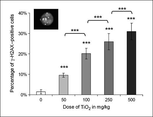 Figure 2. Percentage of γ-H2AX–positive cells in bone marrow in untreated and TiO2 nanoparticles–treated mice and a picture of a γ-H2AX–positive cell with more than four foci. Columns, mean of 5 mice; bars, SE. ***, P < 0.001, TiO2 nanoparticles–treated versus control.