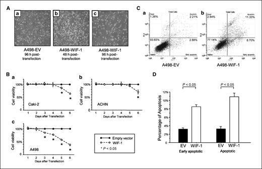 Figure 3. Characteristics of WIF-1–transfected RCC cells. A, effect of WIF-1 transfection on the morphology of A498 cells. Photographs (×100) of EV-transfected A498 cells at 96 h after transient transfection (a) and WIF-1–transfected A498 cells at 48 h (b) and 96 h (c) after transfection are shown. B, effect of WIF-1 transfection on the viability of Caki-2 (a), ACHN (b), and A498 (c) cell lines in cell proliferation assay. WIF-1–transfected cell viability was calculated assuming that EV-transfected cell viability was 100% at each time point. C, effect of WIF-1 transfection on apoptosis in A498 cells. Annexin V-FITC/7-AAD staining discriminates between cells in early (bottom right quadrant) and advanced (top right quadrant) apoptotic states. Viable cells are double negative (bottom left quadrant). The representative apoptotic cell fractions in EV-transfected or WIF-1–transfected A498 cells are shown as a or b, respectively. D, proportion of early apoptotic and apoptotic cells. Data are expressed as the percentage of early apoptotic and apoptotic cells out of the total measured cell population of A498 cells.