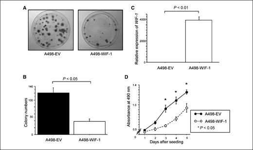 Figure 4. Colony formation assay and cell proliferation assay of stably transfected WIF-1 cells. A, representative photograph of colony formation assay. Photographs of the stained colonies in 10 cm dishes for EV (left) and WIF-1 (right) after selection with G418 (400 μg/mL) are shown. B, quantitative analyses of the results in A. Mean ± SD of three independent experiments. C, WIF-1 gene expression in stable A498 cells transfected with EV or WIF-1. The result of real-time RT-PCR is shown. D, result of cell proliferation assay for stable cell lines. Black or white circles, absorbance at 490 nm of EV-transfected or WIF-1–transfected cells, respectively.