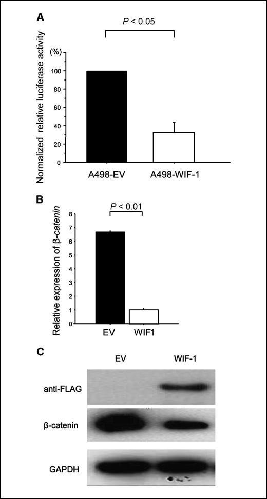 Figure 6. Effect of the restoration of WIF-1 expression on Wnt signaling and β-catenin expression. A, effect on the Wnt-dependent transcription activity. Black or white columns, relative luciferase activity of EV-transfected or WIF-1–transfected A498 cells, respectively, which were both cotransfected with the TCF/LEF reporter plasmid. B, real-time RT-PCR for β-catenin. C, Western blotting for FLAG and β-catenin. Typical immunoblotting results of FLAG, β-catenin, and glyceraldehyde-3-phosphate dehydrogenase (GAPDH) protein levels in EV-transfected or WIF-1–transfected A498 cells are shown.
