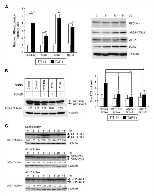 Figure 3. Effect of TGF-β on expression levels of ATG genes and their role in TGF-β–mediated autophagy activation. A, expression levels of autophagy-related genes (BECLIN1, ATG5, ATG7, and DAPK) in HuH7 cells. Quantitative reverse transcription-PCR analysis (left) and immunoblot analysis (right) were done after 24 h and indicated periods of TGF-β1 treatment (1 ng/mL), respectively. Columns, mean of triplicate determinations; bars, SD. **, P < 0.01; ***, P < 0.001. B, effects of BECLIN1, ATG5, or ATG7 knockdown on GFP-LC3 kinetics in HuH7 cells. Following siRNA transfection, GFP-LC3 conversion (left) and GFP-LC3 dot formation (right) were analyzed after 24 and 12 h of treatment with TGF-β1, respectively. *, P < 0.05; **, P < 0.01. C, effects of ATG5 or ATG7 knockdown by siRNA transfection on temporal change of GFP-LC3 by TGF-β.