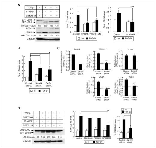 Figure 4. Involvement of TβRI, the Smad pathway, and JNK in TGF-β–regulated autophagy induction. A, effects of TβRI kinase inhibitors LY364947 (10 μmol/L) and SB431542 (10 μmol/L) on GFP-LC3 kinetics in HuH7 cells. The inhibitors were added 1 h before TGF-β1 treatment. LC3 conversion (left) and GFP-LC3 dot formation (middle) were analyzed after 24 and 12 h of TGF-β1 treatment, respectively. Effect of kinase-inactive TβRI (ALK5-KR) on GFP-LC3 dot formation was also determined (right). *, P < 0.05; ***, P < 0.001. B, effects of Smad4 and DAPK knockdown on GFP-LC3 dot formation by TGF-β in HuH7 cells. *, P < 0.05. C, quantitative reverse transcription-PCR analysis of ATG genes. HuH7 cells were transfected with control or Smad4 siRNA and treated with TGF-β1 (1 ng/mL, 24 h). **, P < 0.01; ***, P < 0.001. D, effects of MAPK inhibitors on GFP-LC3 kinetics. JNK inhibitor SP600125 (10 μmol/L), p38 MAPK inhibitor SB203580 (20 μmol/L), and extracellular signal-regulated kinase inhibitor PD98059 (10 μmol/L) were added 1 h before TGF-β1 treatment. GFP-LC3 conversion (left) and GFP-LC3 dot formation (middle) were analyzed after 24 and 12 h of TGF-β1 treatment, respectively. Effect of JNK1/2 knockdown on GFP-LC3 dot formation was also evaluated (right). *, P < 0.05; **, P < 0.01.