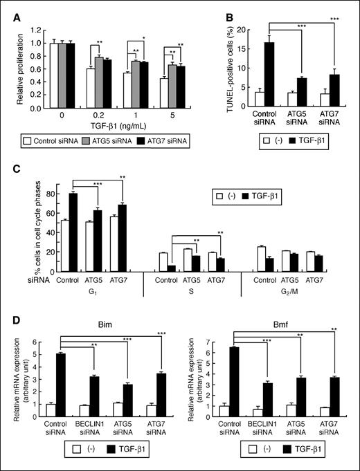 Figure 5. Inhibition of autophagy attenuates TGF-β–mediated growth inhibition and induction of Bim and Bmf. A, growth inhibition assay. HuH7 cells were transfected with siRNAs and treated with various doses of TGF-β1 48 h after transfection. Cell viability was determined by WST-8 assay in triplicate after 48 h. *, P < 0.05; **, P < 0.01. B and C, apoptosis assay and cell cycle analysis, respectively. After siRNA transfection and the treatment with TGF-β1 (5 ng/mL) for 48 h, assessment of apoptosis and cell cycle profiling were done. **, P < 0.01; ***, P < 0.001. D, quantitative reverse transcription-PCR analysis of Bim and Bmf. HuH7 cells were transfected with siRNAs and treated with TGF-β (1 ng/mL, 24 h). **, P < 0.01; ***, P < 0.001.