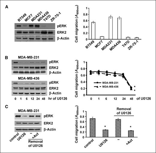 Figure 1. ERK-dependent gene expression is required for breast cancer cell migration. A, portions of overnight cultures of BT549, MCF7, MDA-MB-231, MDA-MB-436, T47D, and ZR-75-1 cells were lysed, and lysates were subjected to immunoblotting to detect phosphor-ERK (pERK), ERK2, and β-actin with the respective antibodies. The remaining portions were analyzed for cell migration using transwells as described in Materials and Methods. Columns, mean; bars, SE. B, MDA-MB-231 and MDA-MB-436 cells were treated with 5 μmol/L U0126 for various times. Portions of the cell cultures were analyzed for the levels of phosphor-ERK, ERK2, and β-actin and the remaining portions analyzed for cell migration. Points, mean; bars, SE. *, P < 0.005, versus 0 h. C, MDA-MB-231 cells were treated with 5 μmol/L U0126 for 2 d, washed with serum-free medium three times to remove U0126, and then incubated in the absence or presence of 2 μg/mL actinomycin for 4 h. A portion of the cell culture was analyzed for phosphor-ERK, ERK2, and β-actin levels and the remaining portion assayed for cell migration. Columns, mean; bars, SE. *, P < 0.005, versus control.