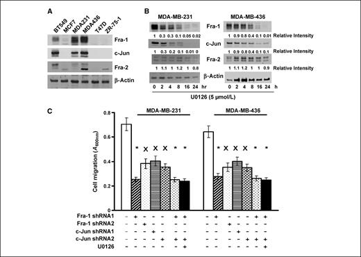 Figure 2. The ERK-Fra-1/c-Jun axis is involved in cell migration. A, BT549, MCF7, MDA-MB-231, MDA-MB-436, T47D, and ZR-75-1 cells were lysed, and lysates were subjected to immunoblotting to detect Fra-1, c-Jun, Fra-2, and β-actin with the respective antibodies. B, MDA-MB-231 and MDA-MB-436 cells were treated with 5 μmol/L U0126 for various times and then lysed for immunoblotting to detect Fra-1, c-Jun, Fra-2, and β-actin. C, MDA-MB-231 and MDA-MB-436 cells were infected either with control lentiviral vector (luciferase shRNA) or with vector containing Fra-1, c-Jun shRNA, or both. Some Fra-1/c-Jun shRNA–expressing cells were further treated with 5 μmol/L U0126 for 2 d. Cells were detached with 10 mmol/L EDTA and then assayed for cell migration as described in Materials and Methods. Columns, mean; bars, SE. *, P < 0.005, versus control; ×, P < 0.01, versus control.