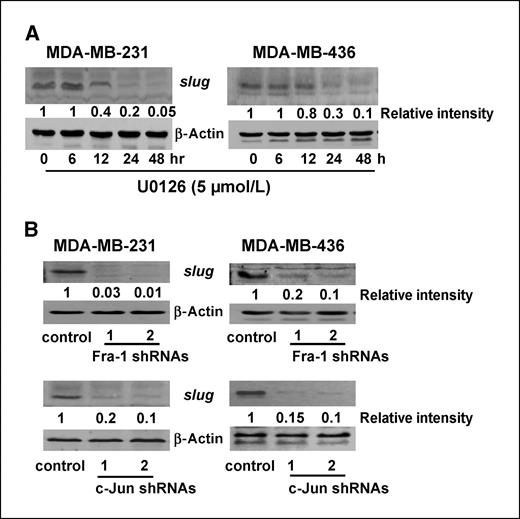 Figure 3. The ERK-Fra-1/c-Jun axis regulates slug expression. A, MDA-MB-231 and MDA-MB-436 cells were treated with 5 μmol/L U0126 for various times and then lysed for immunoblotting to detect slug and β-actin with the respective antibodies. B, MDA-MB-231 cells were infected with lentiviral vector containing luciferase (control), Fra-1, or c-Jun shRNA for 4 d and then lysed for immunoblotting to detect slug and β-actin.