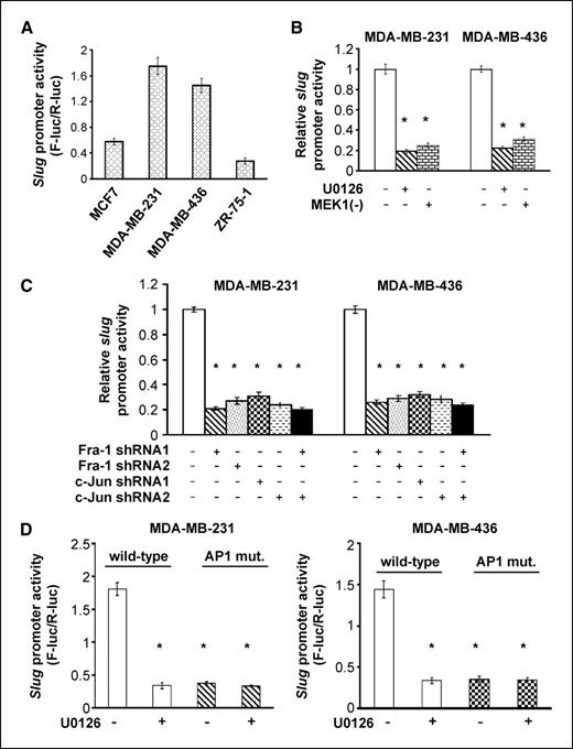 Figure 4. Slug is expressed in an AP1-dependent manner. A, MCF7, MDA-MB-231, MDA-MB-436, and ZR-75-1 cells were transfected with the slug promoter luciferase reporter plasmid for 2 d and then lysed; cell lysates were measured for luciferase activity as described in Materials and Methods. Columns, mean; bars, SE. B, MDA-MB-231 and MDA-MB-436 cells were transfected with the slug promoter plasmid for 1 d, and 5 μmol/L U0126 was then added to the cells for another 2 d. In a parallel experiment, the slug promoter plasmid was cotransfected into the cells with dominant-negative MEK1 expression vector [MEK1(−)] for 3 d. Cells were lysed, and cell lysates analyzed for luciferase activity. Columns, mean; bars, SE. *, P < 0.005, versus control. C, the slug promoter plasmid was transfected into MDA-MB-231 and MDA-MB-436 cells that expressed Fra-1 or c-Jun shRNA or both for 2 d. Cells were lysed, and cell lysates analyzed for luciferase activity. Columns, mean; bars, SE. *, P < 0.005, versus control. D, MDA-MB-231 and MDA-MB-436 cells were transfected with the slug promoter plasmid or plasmid containing slug promoter with mutation in AP1 consensus site for 1 d, and 5 μmol/L U0126 was added to the cells for another 2 d. Cells were lysed, and cell lysates measured for luciferase activity. Columns, mean; bars, SE. *, P < 0.005, versus cells with wild-type promoter (no U0126).