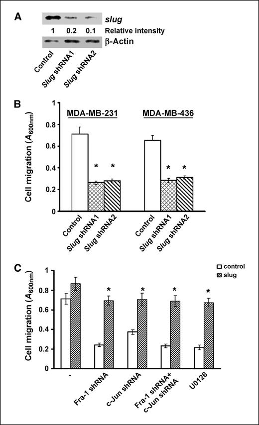 Figure 5. Slug is essential for ERK-Fra-1/c-Jun axis–regulated cell migration. A, MDA-MB-231 cells were infected with lentiviral vector containing luciferase shRNA (control) or slug shRNA for 4 d and then lysed for immunoblotting to detect slug and β-actin with the respective antibodies. B, MDA-MB-231 and MDA-MB-436 cells were infected with control (luciferase shRNA) or slug shRNA–containing lentiviral vector for 4 d, then detached with 10 mmol/L EDTA and assayed for cell migration as described in Materials and Methods. Columns, mean; bars, SE. *, P < 0.005, versus control. C, MDA-MB-231 cells were infected with empty lentiviral vector (control) or vector encoding murine slug cDNA for 4 d. Control cells or cells with stable murine slug cDNA expression were further infected with lentiviral vector containing luciferase shRNA, Fra-1 shRNA, c-Jun shRNA, or both Fra-1 and c-Jun shRNAs for 4 d. In a parallel experiment, control and murine slug cDNA–expressing cells were treated with 5 μmol/L U0126 for 2 d. Cells were detached and analyzed for cell migration. Columns, mean; bars, SE. *, P < 0.005, versus control.