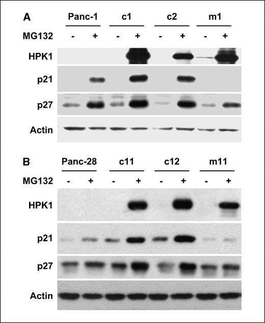 Figure 6. HPK1-mediated cell cycle arrest was associated with p21 and p27 protein stabilization in Panc-1 (A) and Panc-28 cells (B). Cells were either untreated or treated with 0.5 μmol/L MG132 for 48 h; cell extracts were subjected to immunoblotting for HPK1, p21, and p27 expression. Actin was used as the loading control.