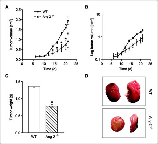 Figure 1. Growth of LLC in WT and Ang-2–deficient mice. LLC tumors grew significantly slower in Ang-2–deficient mice (A). Tumor growth dissociated during early tumor growth when the tumors had grown to 0.2 to 0.4 cm3. Thereafter, tumor growth rates were almost identical as evidenced by essentially parallel curves of log-transformed tumor growth data (B). Total tumor weight was reduced in tumors grown in Ang-2–deficient mice (C). Yet, the differences in tumor weight at the end of the experiment resulted mostly from the dissociating exponential growth curves as a consequence of a dissociation of tumor growth curves during early stages of tumor growth. Tumors grown in WT mice grew cuboidal with almost spherical three-dimensional characteristics. In contrast, tumors grown in Ang-2–deficient mice had a flattened appearance (D). *, P < 0.001, compared with WT mice.