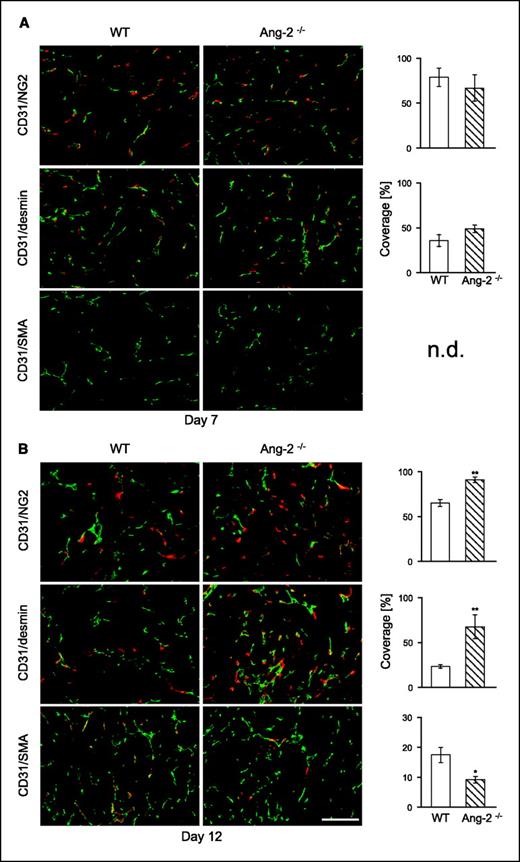 Figure 2. Effect of Ang-2 deficiency on mural cell recruitment and maturation during early stages of LLC growth. LLC tumor cells were s.c. injected in WT and Ang-2–deficient mice. Tumors were harvested 7 d (A) and 12 d (B) after tumor inoculation. Tumor sections were double-stained for the endothelial cell marker CD31 (green) and for the mural cell markers NG2, desmin, and α-SMA (red). Vessel coverage was calculated as the percentage of NG2-, desmin-, and α-SMA–positive vessels compared with the number of CD31-positive vessels. Mural cell coverage was similar in tumors grown in WT and Ang-2–deficient mice at day 7 (A). In contrast, day 12 tumors grown in Ang-2–deficient mice had higher coverage by NG2- and desmin-positive and less coverage by α-SMA–positive mural cells (B). n.d., not detected. *, P < 0.05; **, P < 0.01. Bar, 100 μm.