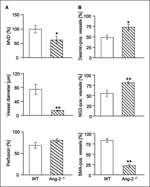Figure 6. Effect of Ang-2 deficiency on MVD, vessel diameter and perfusion (A), and mural cell recruitment and maturation (B) in MT-ret melanomas. MT-ret melanoma cells were s.c. injected in WT and Ang-2–deficient mice and harvested when the first tumors had grown to 2 cm3. MVDs and vessel diameters were quantitated in CD31-stained tissue sections. Perfusion was assessed on the basis of FITC-lectin perfusion labeling. For mural cell coverage analysis, tumor sections were double-stained for the endothelial cell marker CD31 and for the mural cell markers desmin (top), NG2 (middle), and α-SMA (bottom). Vessel coverage was calculated as the percentage of desmin-, NG2-, and α-SMA–positive vessels compared with the number of CD31-positive vessels. As in LLC tumors, microvessels in MT-ret melanomas had higher desmin and NG2 coverage and lower αSMA coverage in tumors grown in Ang-2–deficient mice.