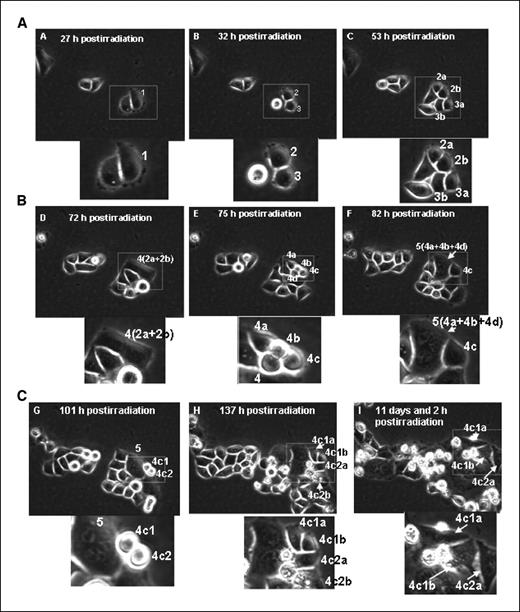 Figure 2. Polyploid cells formed via radiation-induced MC undergo depolyploidization and originate small mononucleated cells that have the potential for long-term survival; LSDCAS live cell imaging (E5107Field99). A, 27 h postirradiation, cell 1 is the mother cell. It is mononucleated and of average size for HeLa clone 3 cell culture. 32 h postirradiation, cell 1 divided normally to produce two mononucleated daughter cells, cell 2 and cell 3. 53 h postirradiation, cell 2 successfully completed a normal division to produce cell 2a and cell 2b. Cell 3 successfully completed a normal division to produce cell 3a and cell 3b. This image shows all second-generation daughter cells in early interphase; they are mononucleated and of a size similar to the untreated control cells. B, 72 h postirradiation, cells 2a and 2b fuse to form the binucleated cell 4 (depicts the very end of interphase as the cell rounds up for division 2 h after this image was captured). 75 h postirradiation, cell 4 unsuccessfully attempts to perform a multipolar division to form cells 4a, 4b, 4c and 4d (image shows the four poles that were attempted during the division). 82 h postirradiation, cells 4a, 4b, and 4d fail to segregate and immediately fuse to form the large multinucleated cell 5. Cell 4c remains independent, is mononucleated, and of normal size. C, 101 h postirradiation, cell 4c has just completed a normal division to produce the mononucleated daughter cells 4c1 and 4c2 (image shows that division proceeded normally and was not a failed multipolar attempt). The multinucleated cell 5 from the previous division is still visible in this frame. 137 h postirradiation, cell 4c1 has completed a successful division to produce cell 4c1a and cell 4c1b. Cell 4c2 has completed a successful division to produce cell 4c2a and cell 4c2b. The daughter cells are in early interphase (top). 266 h postirradiation, cells 4c1a, 4c1b, and 4c2a have stayed within the field of view and are still alive. Insets, areas delimited by the rectangles are enlarged and reported below each still image.