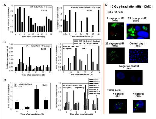 Figure 4. mRNA and protein expression of meiosis-specific genes in various human tumor cell lines exposed to different doses of γ-irradiation. A, SYCP3 mRNA expression in HeLa S3 and HCT-116 379.2 cells. B, Rec8 and DMC1 mRNA expression in HeLa S3 and HCT-116 40.16 and HCT-116 379.2 cells. C, DMC1 mRNA expression in MDA-MB435 cells and custom-designed RT-PCR SuperArray showing mRNA expression of various meiosis-specific genes in MDA-MB435 cells. mRNA levels were assayed using qRT-PCR techniques as described in Materials and Methods. Each sample (and the reference gene, β-actin) was run in duplicate. Measurements were repeated at least twice, representative experiments are reported in A and B. For the MDA-MB435 cells (C, left) three repeats were performed. SuperArray data (C, right) are semiquantitative. D, immunofluorescence for DMC1 protein in HeLa S3 cells. Focal staining of DMC1 (green) is visible at various times postirradiation. Condensed chromosomes are also visible at 25 h postirradiation. Positive controls: untreated mouse testis cells. Primary antibody: DMC1 (1:100 dilution; Abcam); secondary antibody goat anti-mouse FITC IgG (whole molecule, 1:100 dilution; Sigma); counterstaining 4′,6-diamidino-2-phenylindole (red or blue).