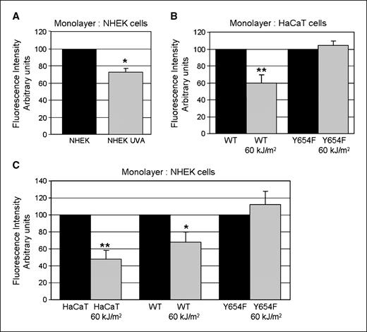 Figure 4. Influence of UVA-mediated β-catenin phosphorylation on cell-to-cell adhesion. CMFDA-labeled cells, irradiated or not, were plated over a monolayer for 2 h. Cell adhesivity was measured in three conditions: labeled NHEK over NHEK (A), labeled HaCaT cells (WT, Y654F) over HaCaT cells (B), or labeled HaCaT cells (WT, Y654F) over NHEK (C). After washing with PBS, the amount of adhesive labeled cells was measured by CMFDA fluorescence (absorbance 490 nm/emission 520 nm). These data were expressed as the ratio between CMFDA fluorescence of irradiated cells over CMFDA fluorescence of nonirradiated cells (×100). Columns, mean of three independent experiments; bars, SD. *, P < 0.003; **, P < 0.0001.