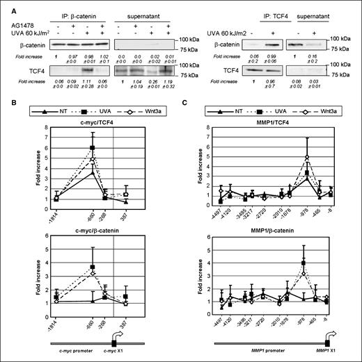 Figure 5. Effect of UVA on β-catenin/TCF-transcriptional complex formation. A, HaCaT cells, pretreated or not with AG1478 (10 μmol/L for 1 h), were irradiated at 60 kJ/m2 and incubated for 2 h before immunoprecipitation extraction. Cell extracts were incubated overnight at 4°C with anti–β-catenin or anti-TCF4. Western blot analysis was done on immunoextracts (IP) and on immunoprecipitate supernatants (supernatant) with anti-TCF4 or anti–β-catenin antibodies. Representative of three independent experiments. B and C, chromatin immunoprecipitation of TCF4 or β-catenin at the human c-myc promoter (B) or MMP1 promoter (C). Quantitative PCR was done using primers located approximately every 500 bp. The increase over background was calculated by comparison with immunoprecipitates obtained with rabbit IgG. Peaks of TCF4 or β-catenin are labeled according to their positions relative to the first nucleotide of c-myc exon 1 (B) or MMP1 exon 1 (C). Points, mean of five independent experiments; bars, SD.