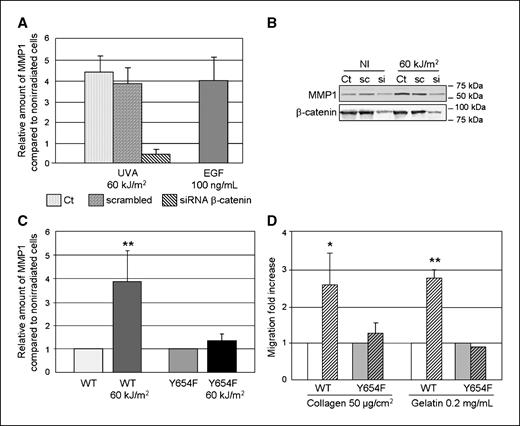 Figure 6. Role of UVA-activated Y654 β-catenin pathway on MMP1 regulation and cell invasion. A, HaCaT cells () were transfected with scrambled () or β-catenin () siRNA. Cells were irradiated at 60 kJ/m2 or treated with EGF (100 ng/mL) and incubated for 16 h before MMP1 mRNA analysis. The data are expressed as the relative amounts compared with nonirradiated cells. B, HaCaT cells were transfected or not (Ct) with scrambled (sc) or β-catenin siRNA (si), irradiated (60 kJ/m2) or not, and then incubated for 16 h before Western blot analysis with anti-MMP1 or anti–β-catenin. C, WT and β-catenin Y654F mutant HaCaT cells were irradiated (60 kJ/m2) or not and then incubated for 16 h before MMP1 mRNA analysis. Columns, mean from three independent experiments; bars, SD. *, P < 0.01. D, HaCaT mutant was irradiated with 60 kJ/m2 () or not (□) and migration was evaluated after 24 h on collagen (50 μg/cm2) or gelatin (0.2 mg/mL). Results are expressed in arbitrary units. Columns, mean from three independent experiments; bars, SD. *, P < 0.02; **, P < 0.0003.