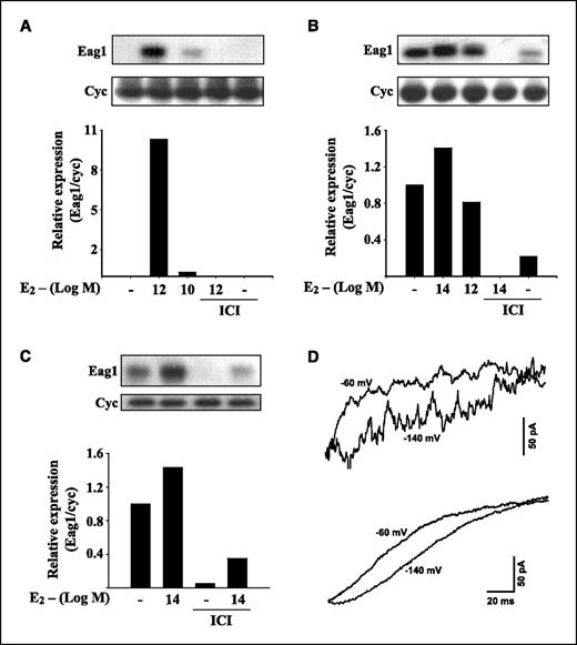 Figure 2. Eag1 regulation by E2 in cultured human syncytiotrophoblast and vascular endothelial cells. Southern blot analysis from RT-PCR experiments shows that E2 induced Eag1 mRNA expression in syncytiotrophoblasts with no detectable basal Eag1 expression (A) and antiestrogenic treatment with ICI 182,780 (ICI) prevented such up-regulation and decreased Eag1 levels in a syncytiotrophoblast primary culture with basal Eag1 expression (B). Eag1 is endogenously expressed in HUVEC and up-regulated by E2. antiestrogenic treatment prevented such up-regulation (C) as in trophoblasts. Columns, Eag1 mRNA relative expression after normalization with cyclophilin (A–C); Eag1 expression in vehicle was given the value of 1 in B and C. D, whole-cell patch-clamp experiments showed outward potassium currents in syncytiotrophoblasts treated with E2 (top) and untreated choriocarcinoma JEG-3 cells (bottom). Currents elicited at +60 mV were preceded by negative prepulses (−140 or −60 mV) display different activation kinetics, suggesting Eag1 channel activity. Eh = −80 mV, unsubtracted traces. Figures are representative of at least three separated experiments.