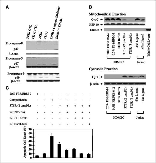 Figure 3. 3TSR stimulates caspase-8, caspase-3, and cytochrome c release from mitochondria and promotes activation of caspase-9 in HDMEC. A, HDMEC cells were treated with buffer (CTL), 3TSR, hTSP-1, and caspase-8 (z-IEDT-fmk), caspase-3 (z-DEVD-fmk), or caspase-9 (z-LEHD-fmk) inhibitor. Caspase cleavage was detected by Western blotting with specific caspase-8. Caspase-3 or caspase-9 antibodies. Jurkat cells treated with TRAIL in the presence or absence of z-IETD-fmk were used as controls. B, cytochrome c (Cyt C) levels in mitochondrial and cytosolic fractions were determined by Western blotting after treatment of cells with 2 or 5 μmol/L 3TSR or buffer. Jurkat cells treated with or without Fas ligand for 6 h were used as controls. Western blot analysis indicated that the mitochondrial preparations were free of GRB2, a protein that is normally excluded from mitochondria. C, HDMEC were treated with 3TSR in the absence or presence of the caspase-8 inhibitor z-IETD-fmk, the caspase-9 inhibitor z-LRHD-fmk, either alone or in combination, and the caspase-3 inhibitor z-DEVD-fmk. Camptothecin was used as a positive control for induction of apoptosis in endothelial cells. Mean ± SD of three separate experiments.
