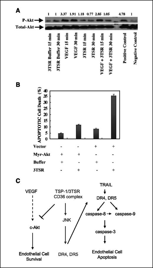 Figure 6. VEGF induces Akt activation in HDMEC and 3TSR inhibits basal and VEGF-induced Akt activation of HDMEC. A, HDMEC were treated with control buffer, 3TSR (2 μmol/L), VEGF (100 ng/mL), or a combination of 3TSR and VEGF for the indicated times. B, exogenous expression of Myr-Akt inhibits 3TSR-induced apoptosis in HDMEC. Fluorescence-activated cell sorting analysis indicated that exogenous expression of myr-Akt inhibited 3TSR-mediated apoptosis in microvascular endothelial cells. C, 3TSR acts as a double-edged sword promoting apoptosis via up-regulation of DR4 and DR5 and inhibiting cell survival via attenuation of the Akt pathway.