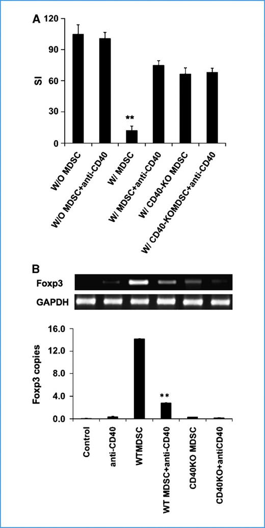 Figure 4. CD40 expression by MDSC is required for MDSC mediated tumor specific T cells immune suppression in vivo. After 9 d of adoptive transfer, tumor (HA)–specific CD4 Thy-1.2+ T cells were sorted from recipient HA-MCA26 tumor-bearing mice (Thy1.1+). One of three reproducible experiments was presented. Three mice per group were used in each of three independent experiments. A, proliferative response of sorted tumor-specific T cells. Data are expressed as stimulation index (SI) relative to the cpm of T-cell proliferation in the absence of peptide (W/MDSC versus W/O MDSC; P < 0.001, and no significant difference in other group). B, reduction in Foxp3 expression by tumor (HA)–specific T cells recovered from mice that also received CD40-deficient MDSCs. Foxp3 gene expression was assessed by RT-PCR on total RNA prepared from sorted T cells (WT MDSC versus WT MDSC + anti-CD40; P < 0.001).
