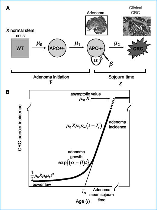 Figure 1. A, three-stage CRC carcinogenesis model. The model agrees with the notion that adenoma initiation requires the biallelic inactivation of the APC gene. The parameters are the number of susceptible stem cells, X, the mutation rate of the first hit at the APC gene, μ0, the mutation rate of the second copy of the APC gene, μ1, the adenoma cell division rate, α, the adenoma cell death or differentiation rate, β, and the malignant transformation rate, μ2. WT, wild-type enterocyte; CRC, invasive colorectal carcinoma. B, the hazard (or incidence) function of the model (as a function of age t) exhibits three distinct phases that reveal the carcinogenic process in reverse. In particular, for older ages, the hazard increases linearly (with slope μ0Xμ1p∞, where p∞ denotes the adenoma survival probability, i.e., the asymptotic probability that a polyp does not become extinct), reflecting the incidence of adenomas. The line approximating this (linear) phase has an intersect with the age axis that represents the mean time between adenoma initiation and its conversion into a clinical carcinoma (Ts). For mid-ages, the hazard increases exponentially, with a rate equal to the net growth rate of adenomas (α-β). For younger ages, the hazard increases as a power of age, consistent with the Armitage-Doll theory of multistage carcinogenesis