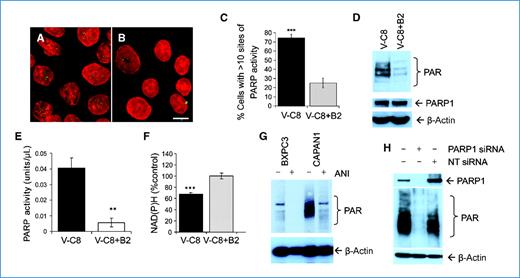 Figure 1. PARP is hyperactivated in BRCA2-defective cells. Immunofluorescence staining for spontaneous PAR (green) and DNA (red) in BRCA2-defective V-C8 (A) and BRCA2-complemented V-C8+B2 (B) cells. Scale bar, 10 μm. C, quantification of the above immunofluorescence staining. D, Western blot analysis of PAR (top), and PARP1 and β-actin (bottom) in V-C8 and V-C8+B2 cells. E, PARP activity in the cellular extracts of V-C8 and V-C8+B2 cells measured as the amount of ribosylation on histone-coated plates. F, PARP activity in V-C8 and V-C8+B2 cells measured by the decrease of free NAD(P)H. G, Western blot analysis of PAR (top) and β-actin (bottom) in BRCA2-proficient BXPC3 and BRCA2-deficient CAPAN1 pancreatic cancer cells treated or not treated with 100 μmol/L of PARP inhibitor ANI for 24 hours. H, Western blot analysis of PARP1 (top), and PAR and β-actin (bottom) in CAPAN1 cells after PARP1 or nontarget (NT) siRNA depletion for 48 hours. The average and SD from at least three experiments are shown. Values marked with asterisks are statistically significant compared with control (**, P < 0.01; ***, P < 0.001).
